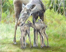 paintings of moose, pictures of moose, NH wildlife, paintings of wildlife, NH Great North Woods